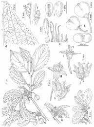 3. Rhamnus L. * Árboles, arbolillos o arbustos, dioicos o ...