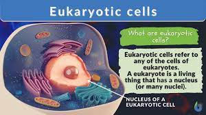 eukaryotic cells definition and