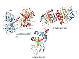 structures of whey proteins at high