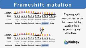 frameshift mutation definition and