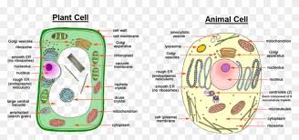 Do you need to memorize all the parts of the plant cell for science or biology class? Image Showing Difference Between Animal Cell And Plant Animal And Plant Cell Easy Drawing Hd Png Download 957x405 3382652 Pngfind