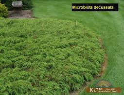 microbiota decussata siberian cypress