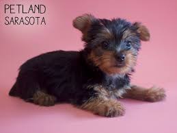 Silkypoos are elegant, friendly, and intelligent! Silky Terrier Puppies Petland Sarasota