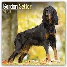The gordon setter originated in scotland during the early part of the 17th century. Gordon Setter 2021 Kalender Gunstig Bei Weltbild De Bestellen