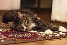 remove cat urine smell from a carpet