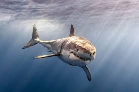 Fine Art Print Of A Great White Shark