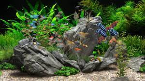 fond d écran d aquarium animé pour pc