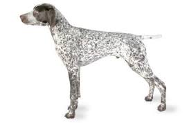 German Shorthaired Pointer Dog Breed Information Pictures
