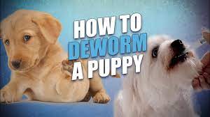 how to deworm a puppy yourself at home