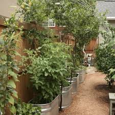vegetables grown in metal garden planters