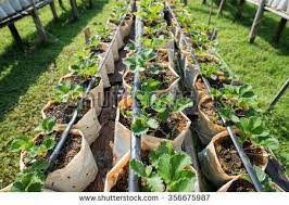 Strawberry Plant Growing In White