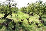 chicken in the orchard