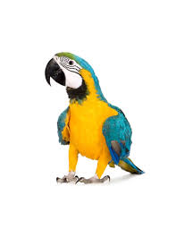blue yellow macaw parrot petplus