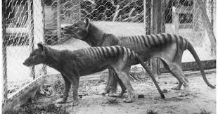 Recent sightings of the thylacine or tasmanian tiger. Video The Alleged Footage Of A Thylacine Australian Geographic