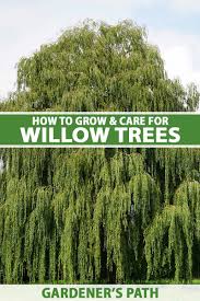 how to grow and care for willow trees