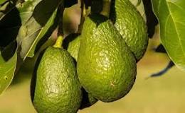 can-avocado-grow-in-georgia