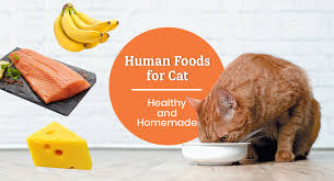 best 15 healthy homemade food for cats