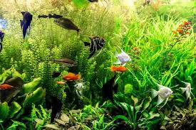 how to clean fish tank gl white