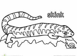 Lizards are reptilian animals that can be found in various habitat regions throughout the world. Lizard Coloring Pages Printables Education Com