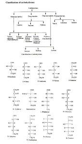 Carbohydrates Characteristics And Test With Diagram