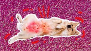 dog rash on belly what it can mean and