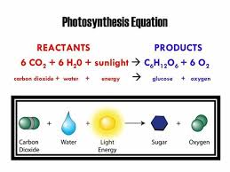 Photosynthesis M S Diagram Quizlet