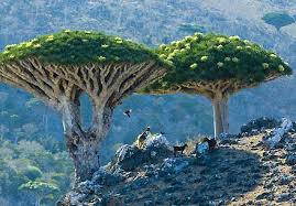 L'albero solitario di ténéré l 'albero solitario di ténéré rappresentava l' albero più isolato del mondo, fino a quando non venne abbattuto da un furgone. 11 Idee Su Piante Strane Piante Fiori Fiori Rari