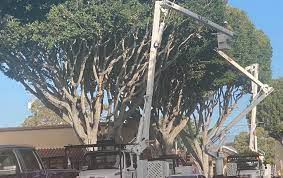 Each species is so different from the other, and mark knew that the best thing he could do to really understand the urban forest. Tree Pruning Includes A Complete Removal In Some Areas Of Santa Barbara Newschannel 3 12