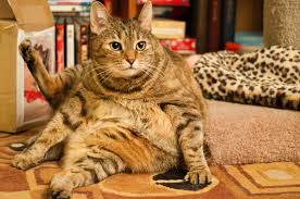 Feline Obesity Everything You Need To Know Guide Basepaws