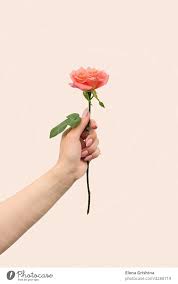 hand holds one blooming pink rose