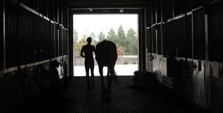 rubber mats for equine use benefits
