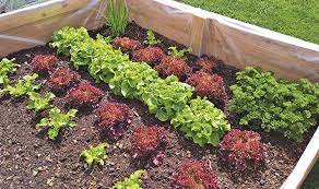 Planning Your Maine Vegetable Garden