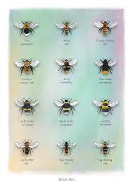 British Bee Print Including Honey Bee And Bumblebees A4 A3 Prints Wild Life Print Summer Art Identification Poster Educational Art