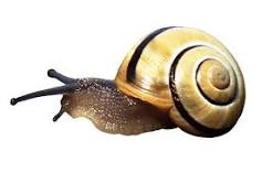 how-does-vinegar-get-rid-of-snails