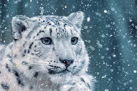snow leopard photo wallpaper
