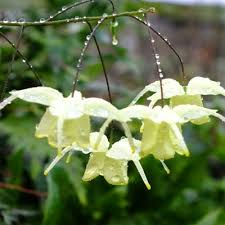 Definition noun the yellow flakes of sulfur used in treating skin diseases, bacterial infections, and fungal infections supplement synonym(s) Epimedium Flowers Of Sulphur Dorset Perennials