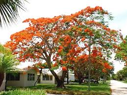 Standing stately in the florida landscape is one of the most flamboyant of all tropical trees. Sensational Collection Of Tropical Flowering Tree Seeds Flowering Trees Royal Poinciana Poinciana Tree