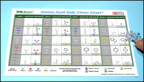 Amino Acid Starter Kit Student Handout 1 And Key
