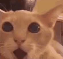 cat mouth open gif cat mouth open