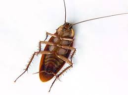 how to get rid of roaches 3 easy steps