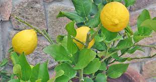 How To Grow Dwarf Citrus Trees