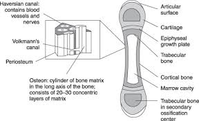 They consist of 2 heads proximal and distal epiphysis respectively as to the structure, microscopically, in the transverse section: Bone Matrix An Overview Sciencedirect Topics