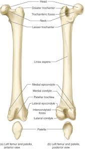 Epicondyle — a projection from a long bone near. Femur An Overview Sciencedirect Topics