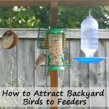 attracting birds to feeders all year round