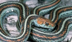 5 pet snakes that don t eat rodents