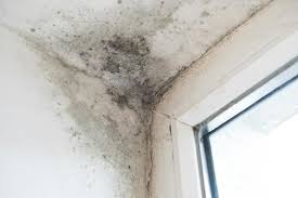 Types Of Mould In The Home And How To
