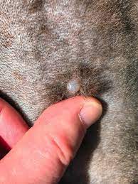 clear blister on dog s skin thriftyfun