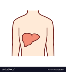 healthy liver color icon human organ in