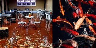 bizzare koi pond cafe in thailand has