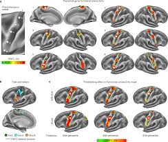 effector regions in motor cortex